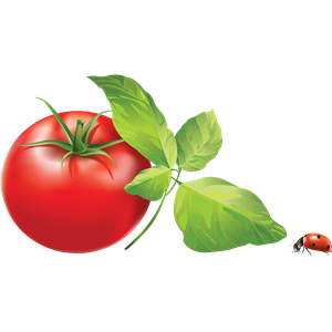 Tomato PNG-12524